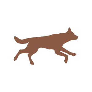 Dog running